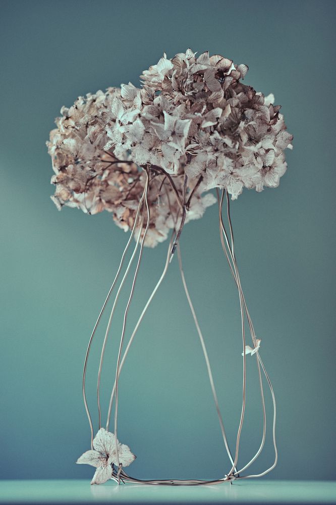 Photograph by Iuliia Dumchenko