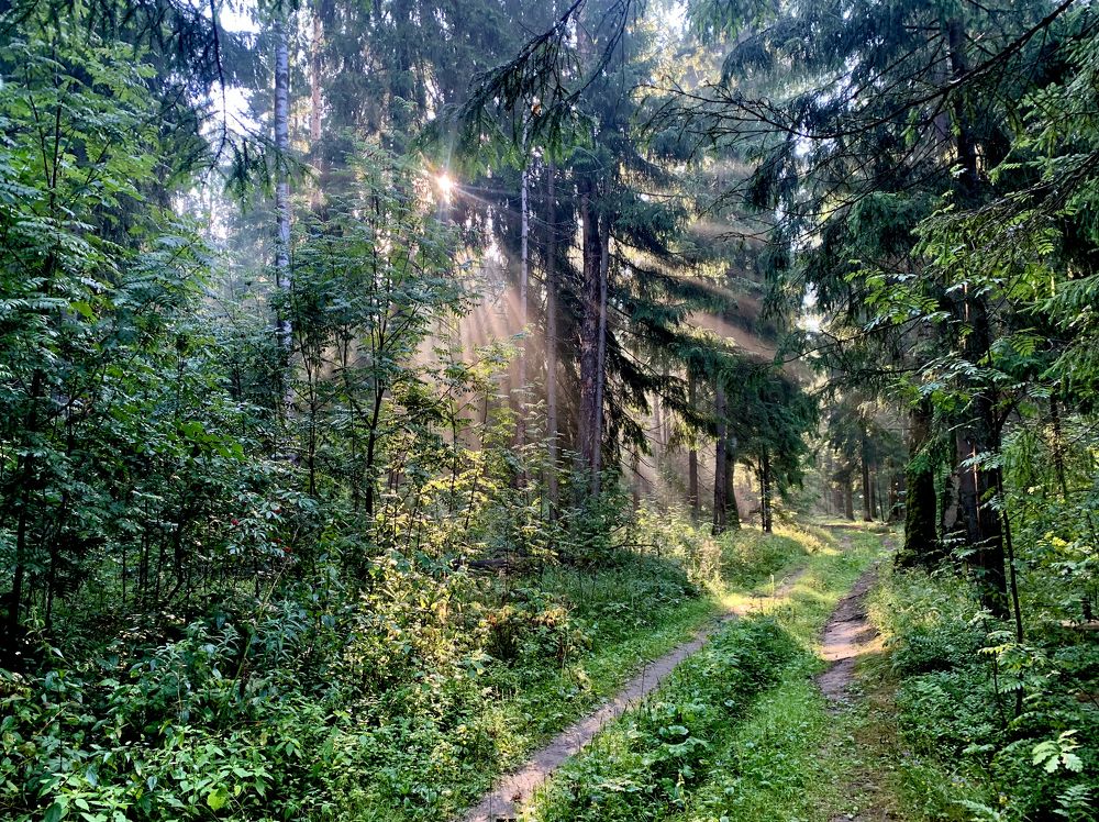 утро после дождя