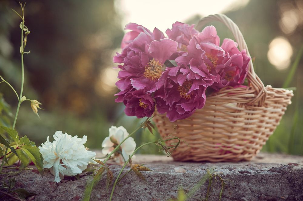 Photograph by Марина Рукавичко