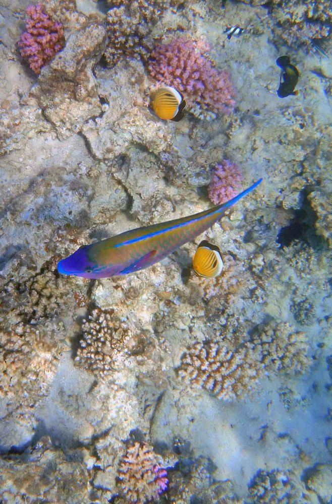 Photograph by Игорь Пшеничников