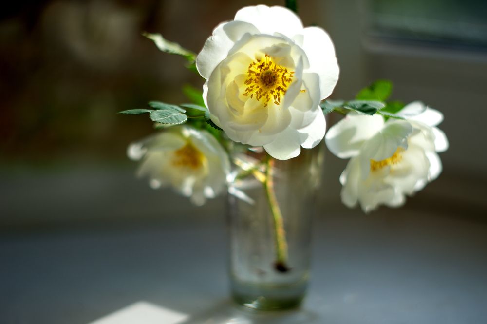 Фотография автора Дарья Васильева