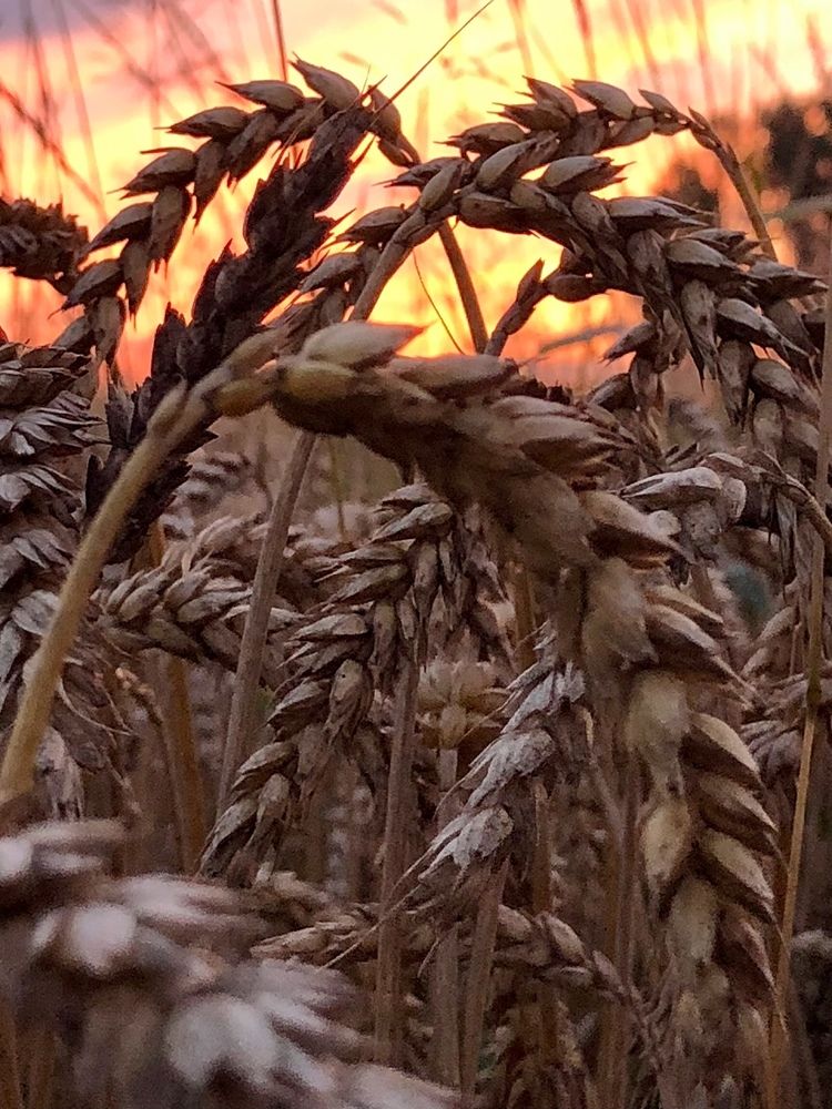 Photograph by Halina Mitsevich