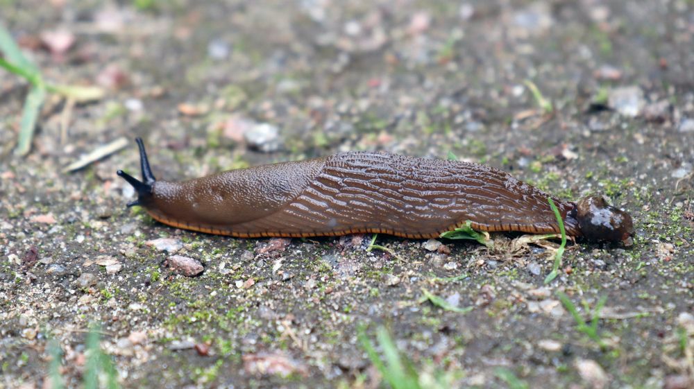 Photograph by Анна Сойтту