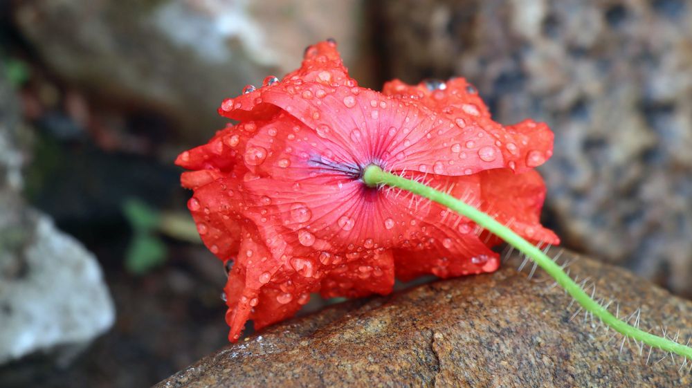 Photograph by Анна Сойтту