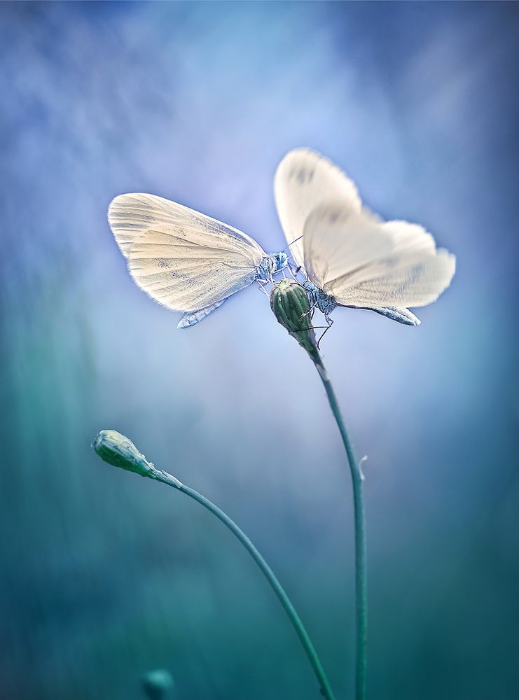 Photograph by Dana S.