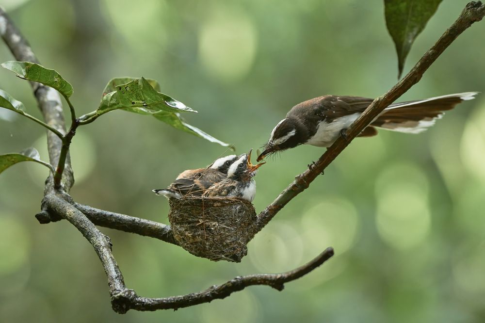 Photograph by Sonnadara Kushan Madushanka
