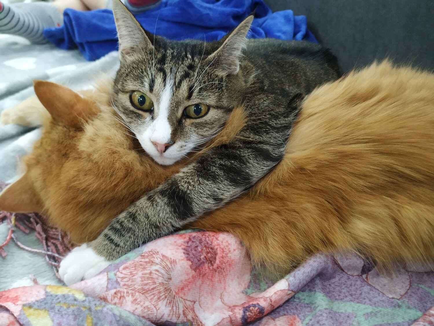 Котолюбовь