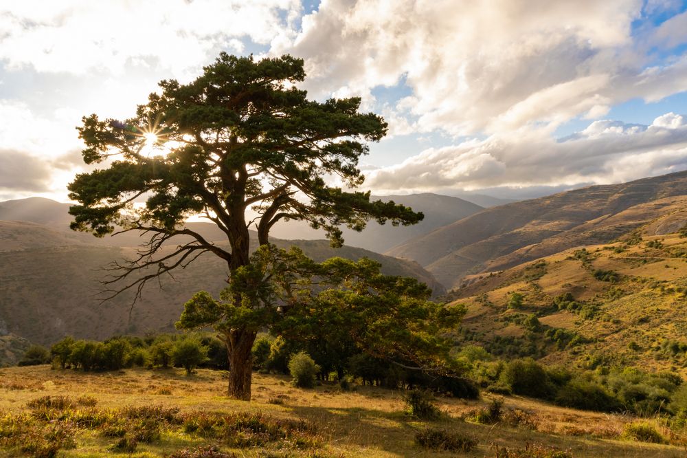 El pino de Brieva