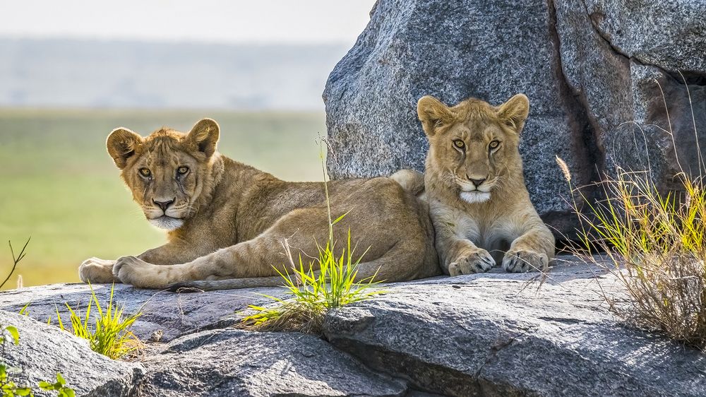 KOPJE CUBS