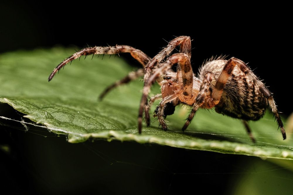 Photograph by Антон