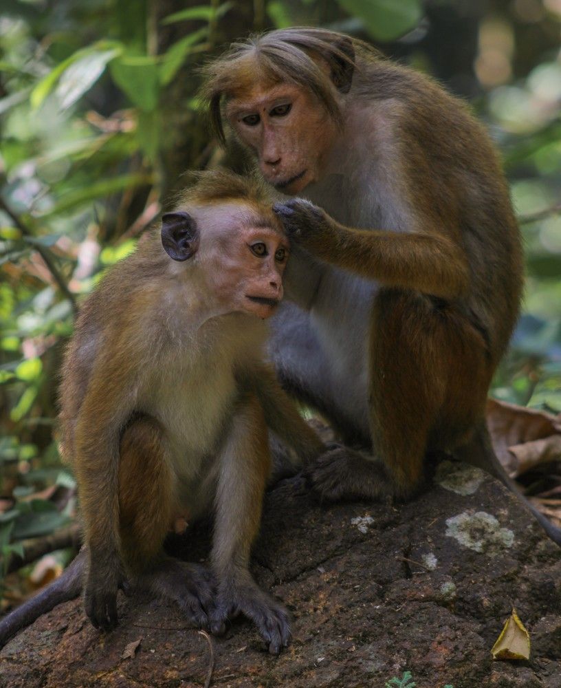Motherly Love