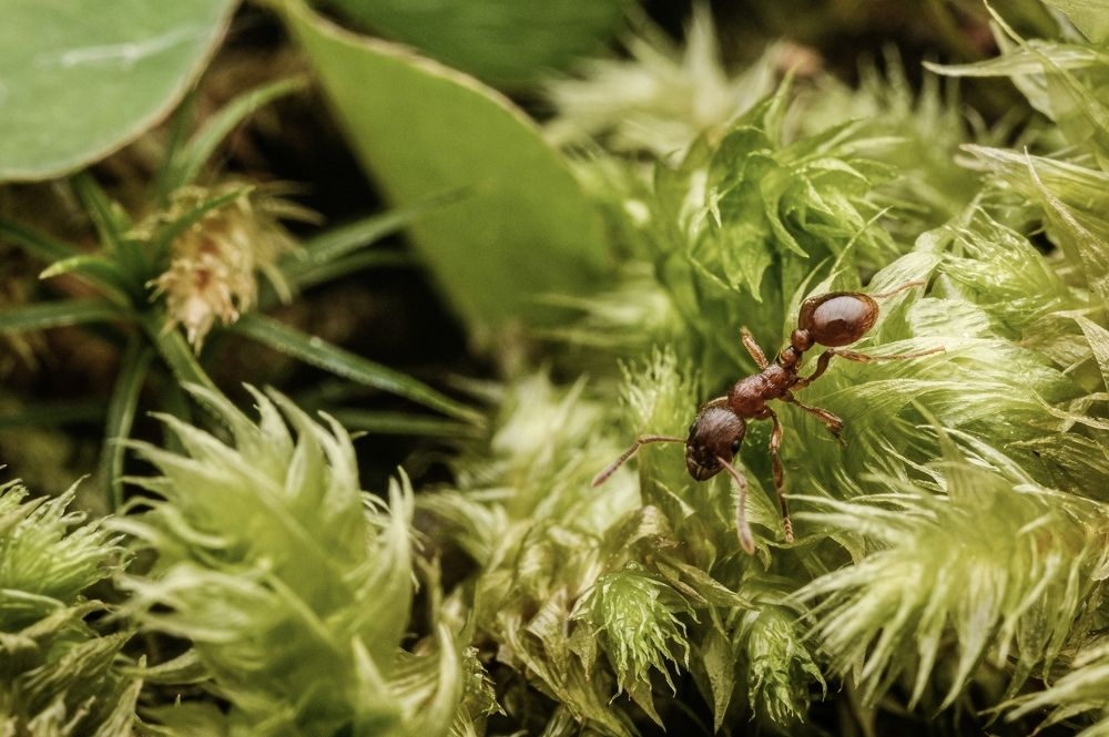 Photograph by Антон