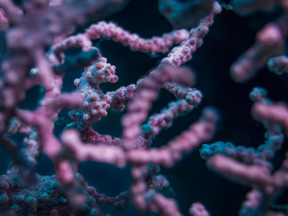 Photograph by Shinto