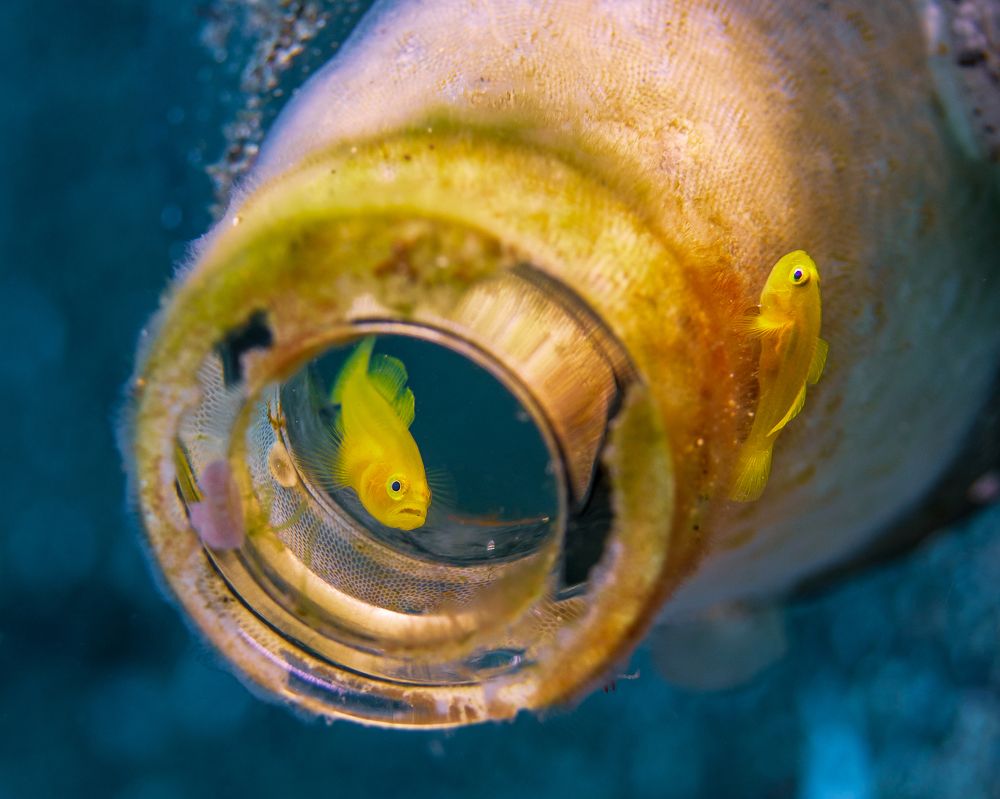 Photograph by Shinto K Anto