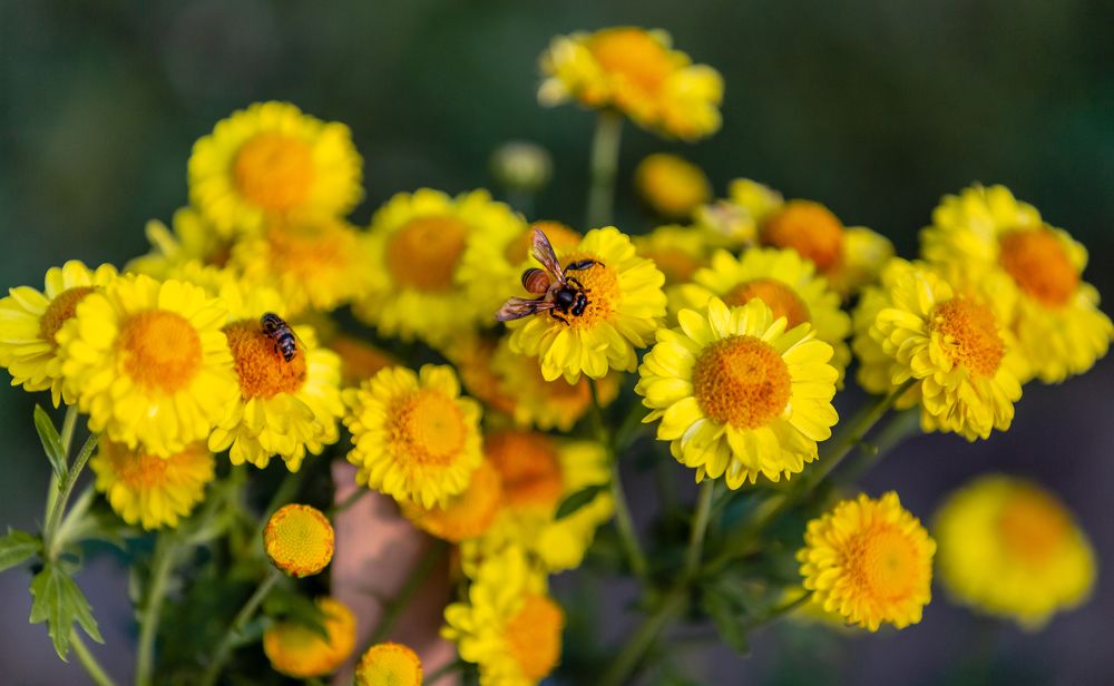 Photograph by Md Matiur Rahman