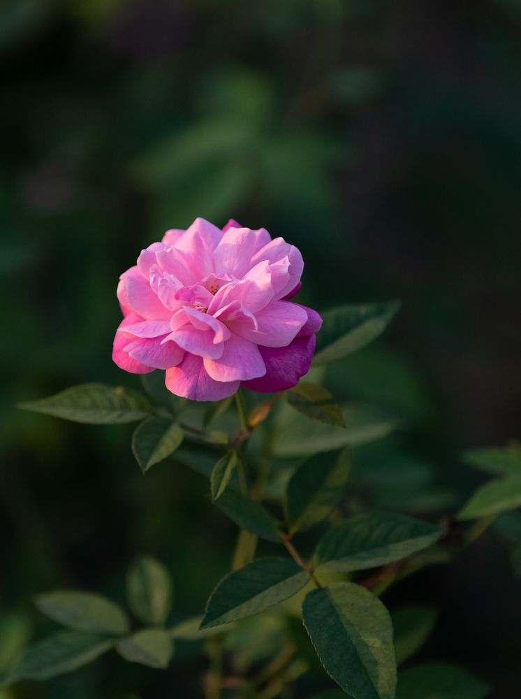 Photograph by Md Matiur Rahman