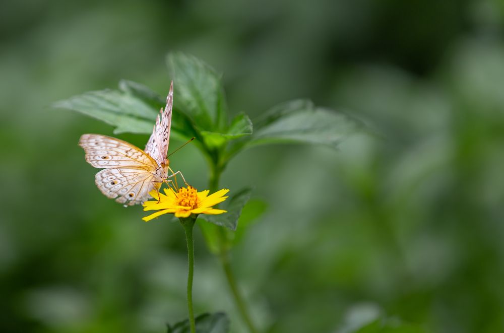 Photograph by Md Matiur Rahman