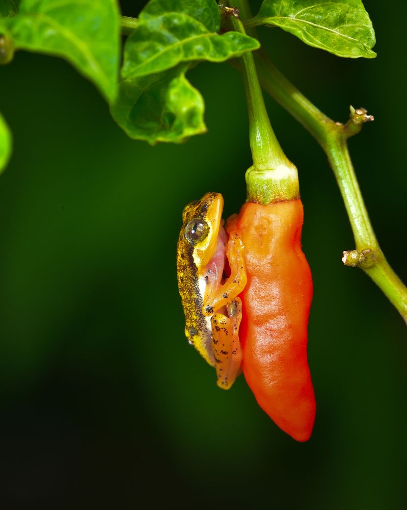 Mini golden frog, Philautus Vittiger perched on chili
