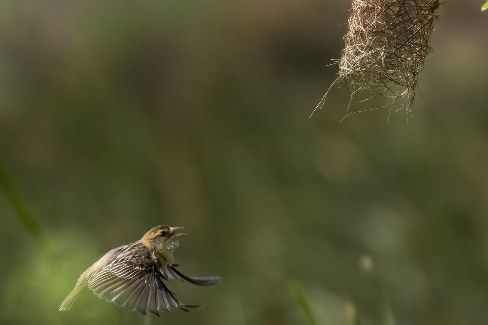 Photograph by M.I.M. Mahir