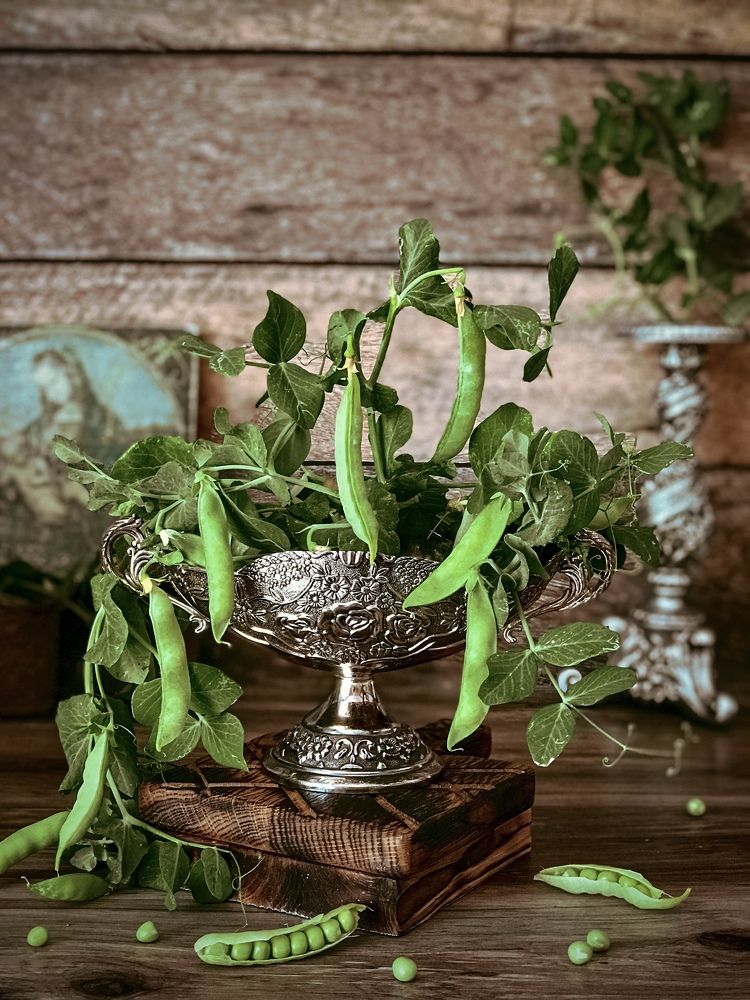 Горошек созрел