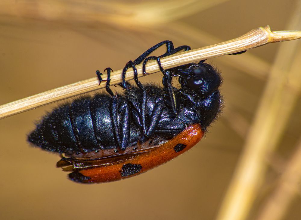 Photograph by Сергей Пак