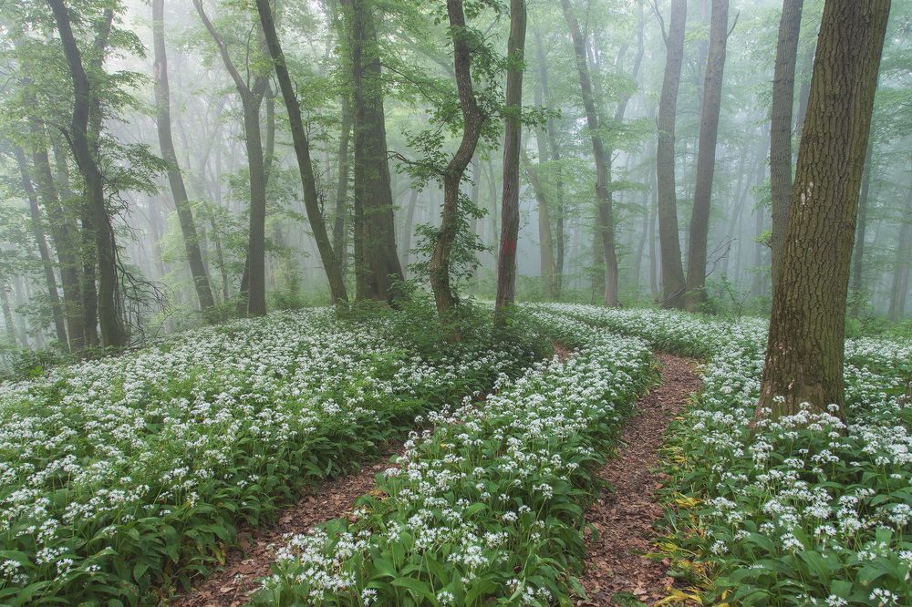 Photograph by Alex Coman