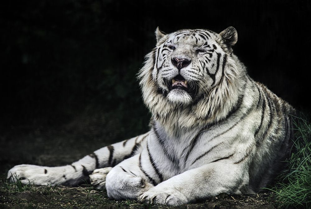 Bengal tiger