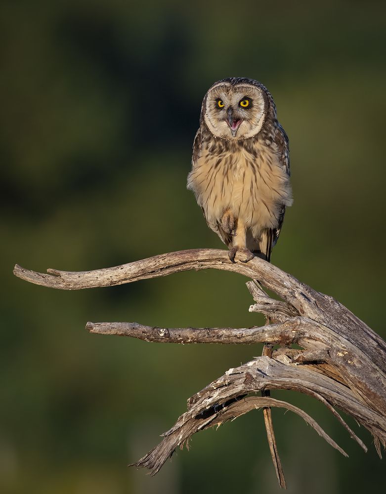 Photograph by André Inidio