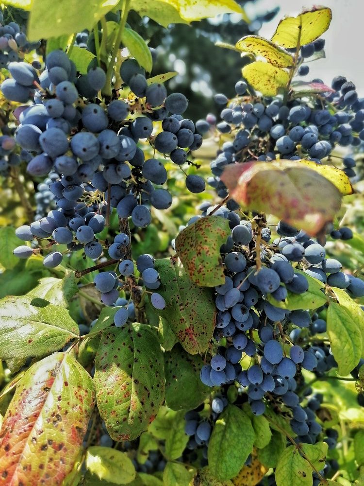 Photograph by Елена Легенда