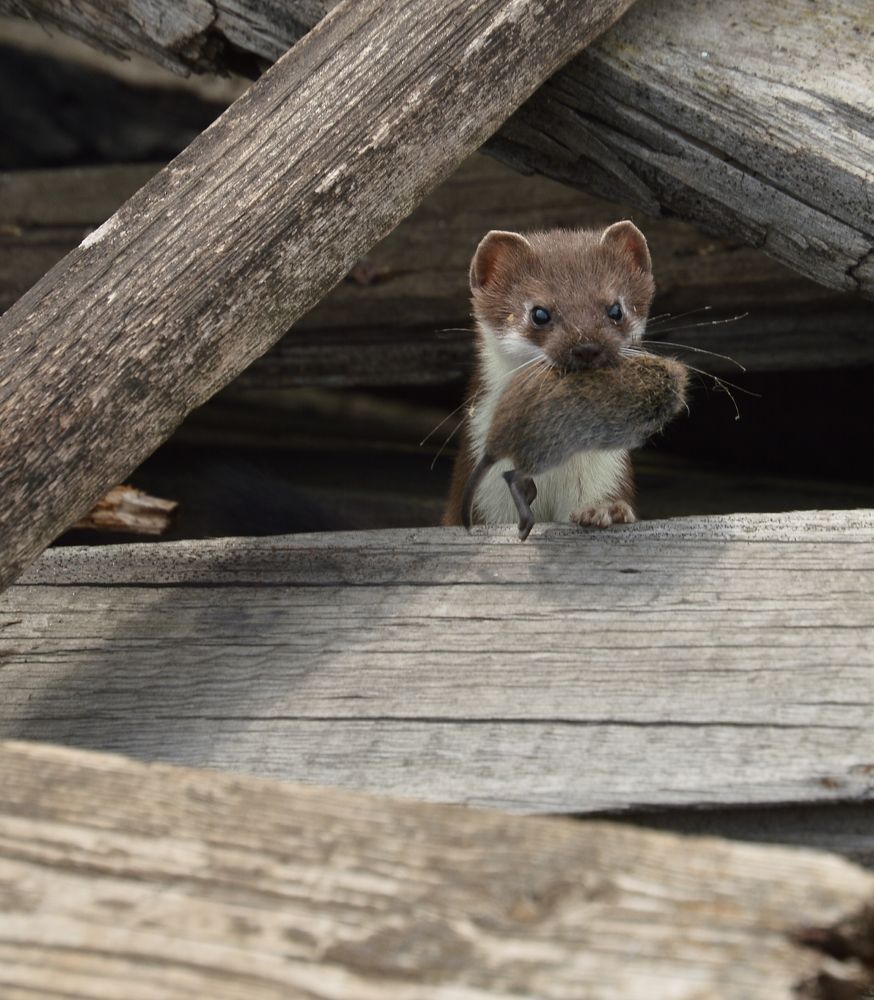 Photograph by Наталья Мордовская