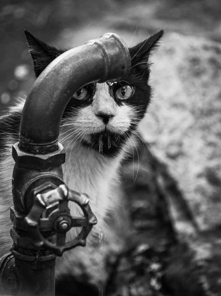 Photograph by Георгий Акопджанов