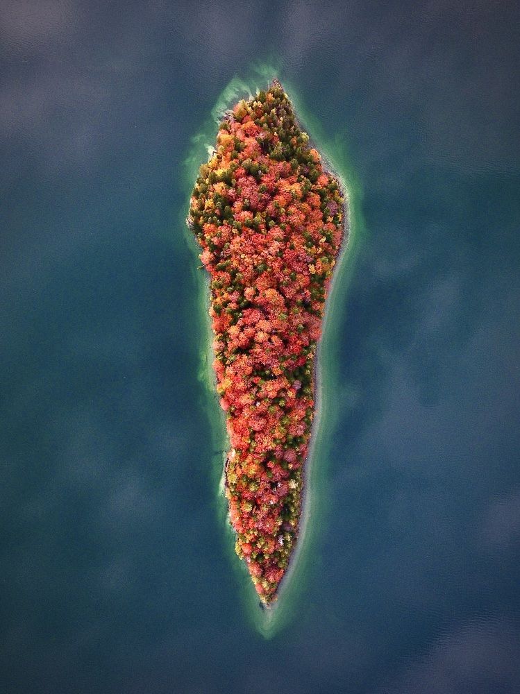 A carrot-island
