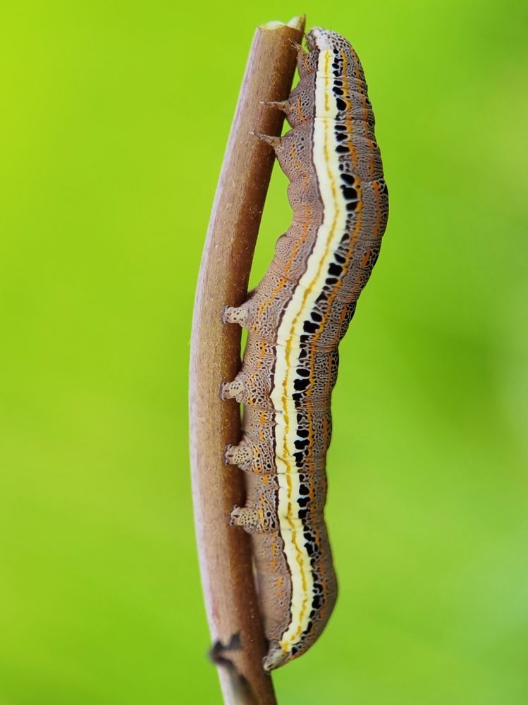 Photograph by Shahid Siyal