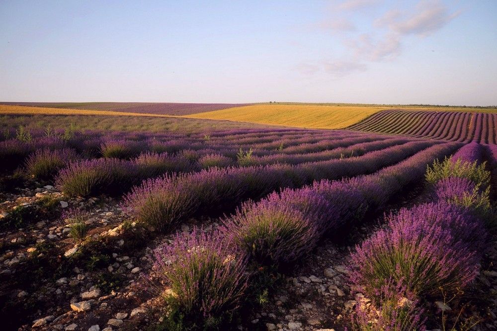 Фотография автора Дарья Васильева