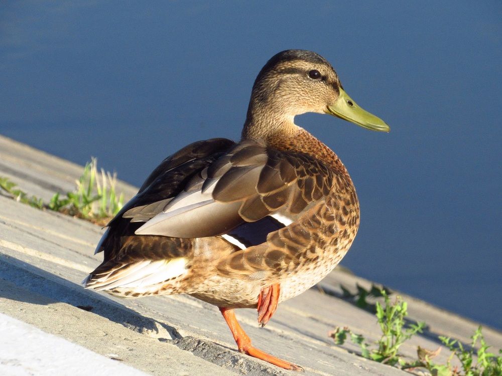 Photograph by Денис Веску