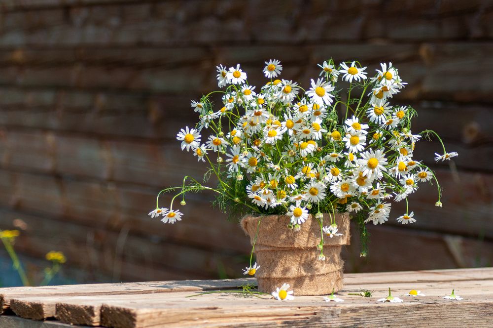 Photograph by Денис Кичев