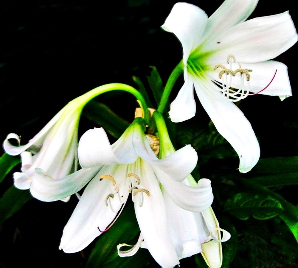 Photograph by Hilary McShine