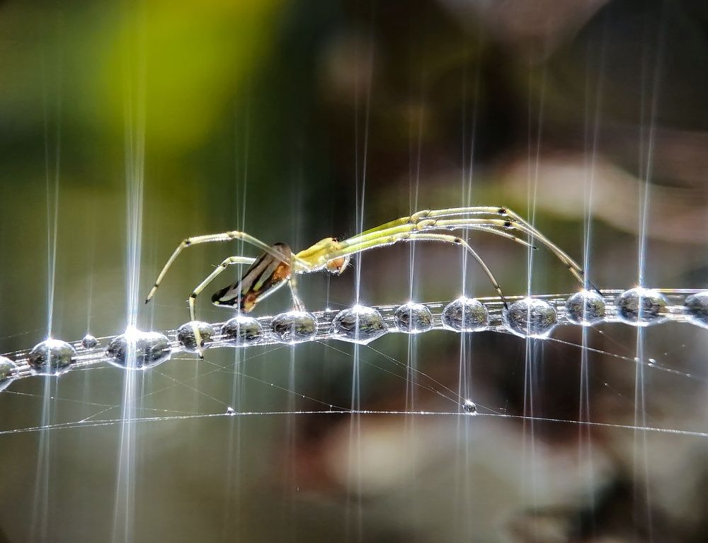 Фотография автора Nilu Bhattacharjee