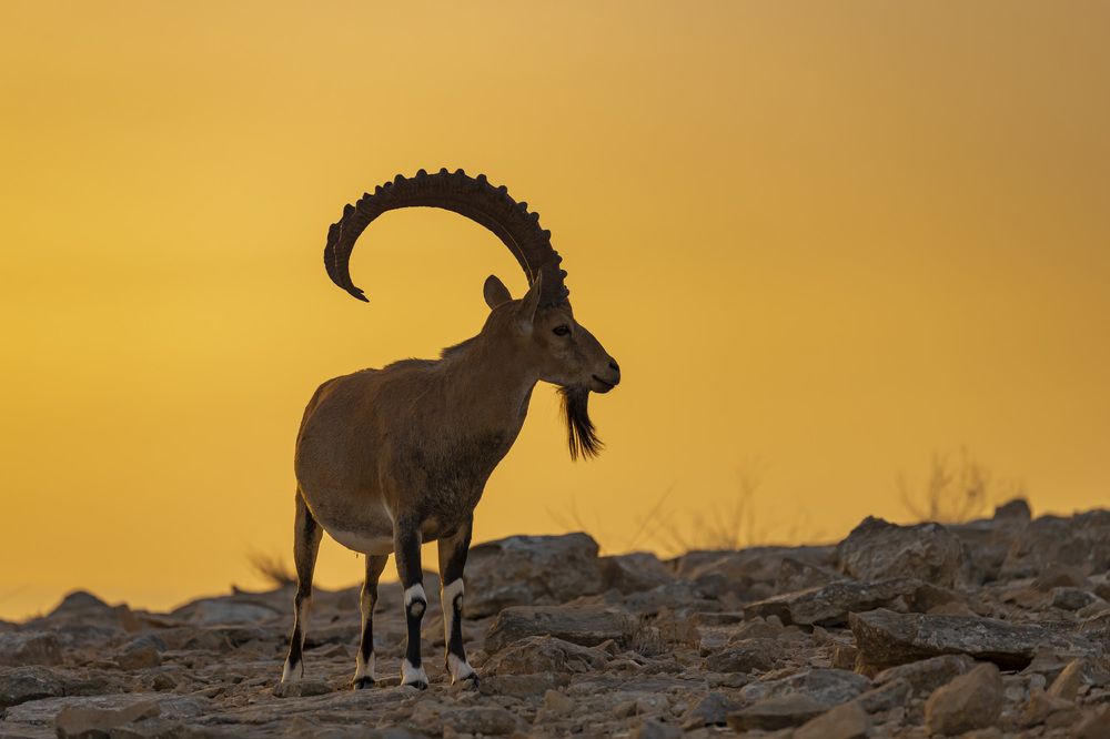 Фотография автора Nikolay Tatarchuk