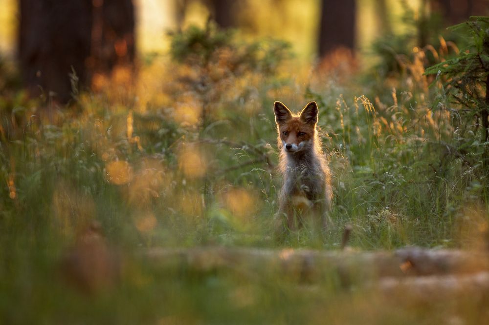 Photograph by Marcin Parzybut