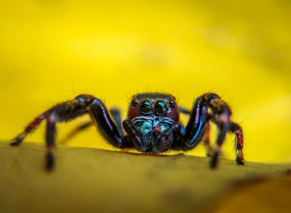 Photograph by Salih V P