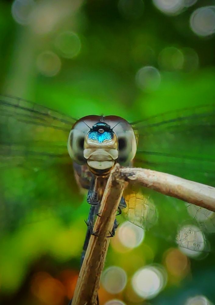 Photograph by Satheesh T S