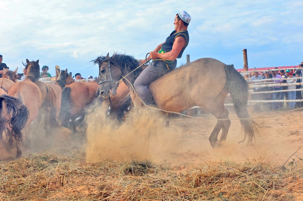 Укрощение коня ( серия)