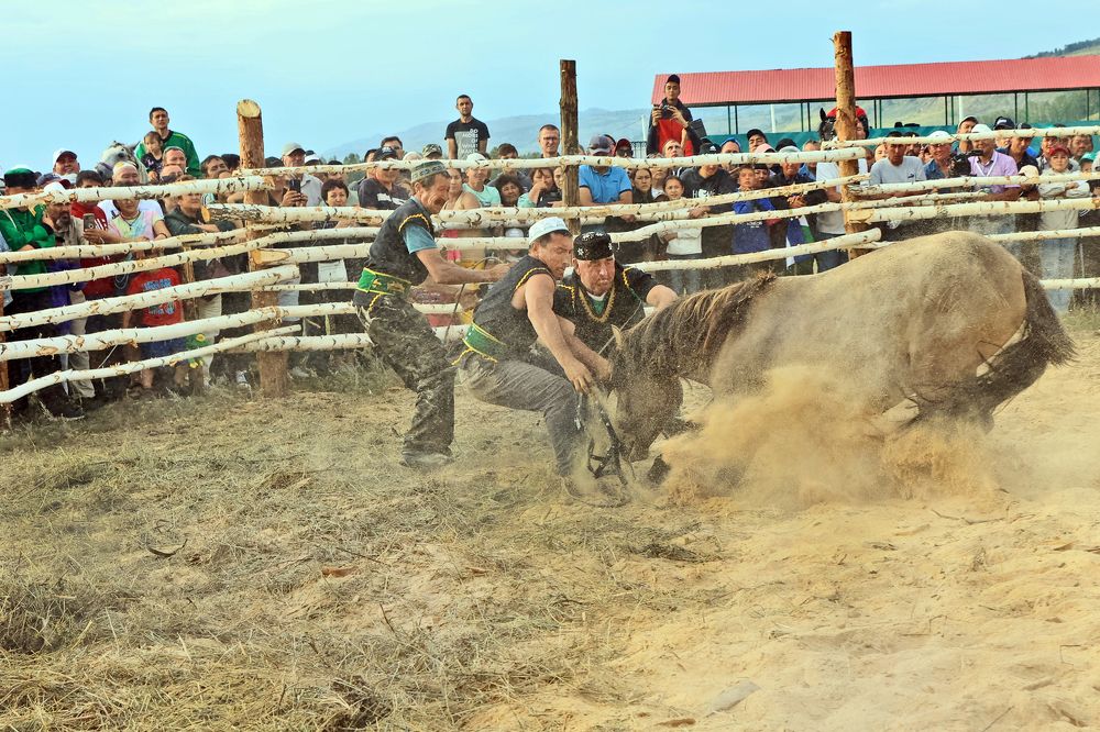 Укрощение коня ( серия)
