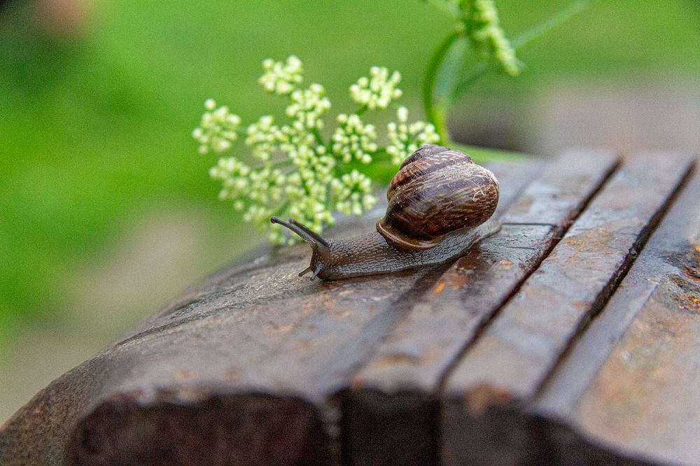 the incredible snail