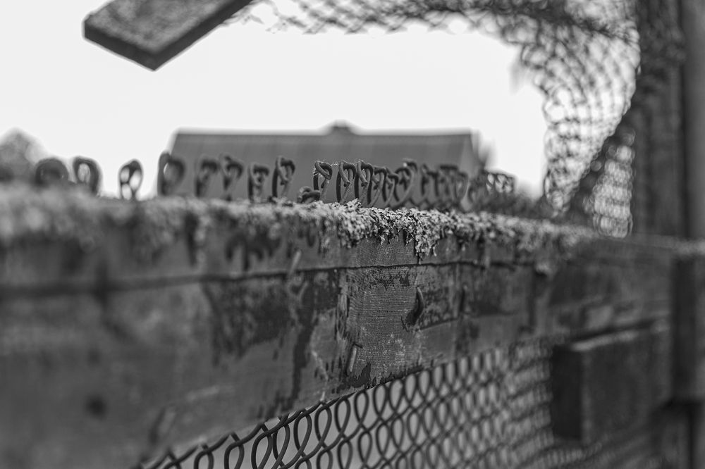 Мох на заборе