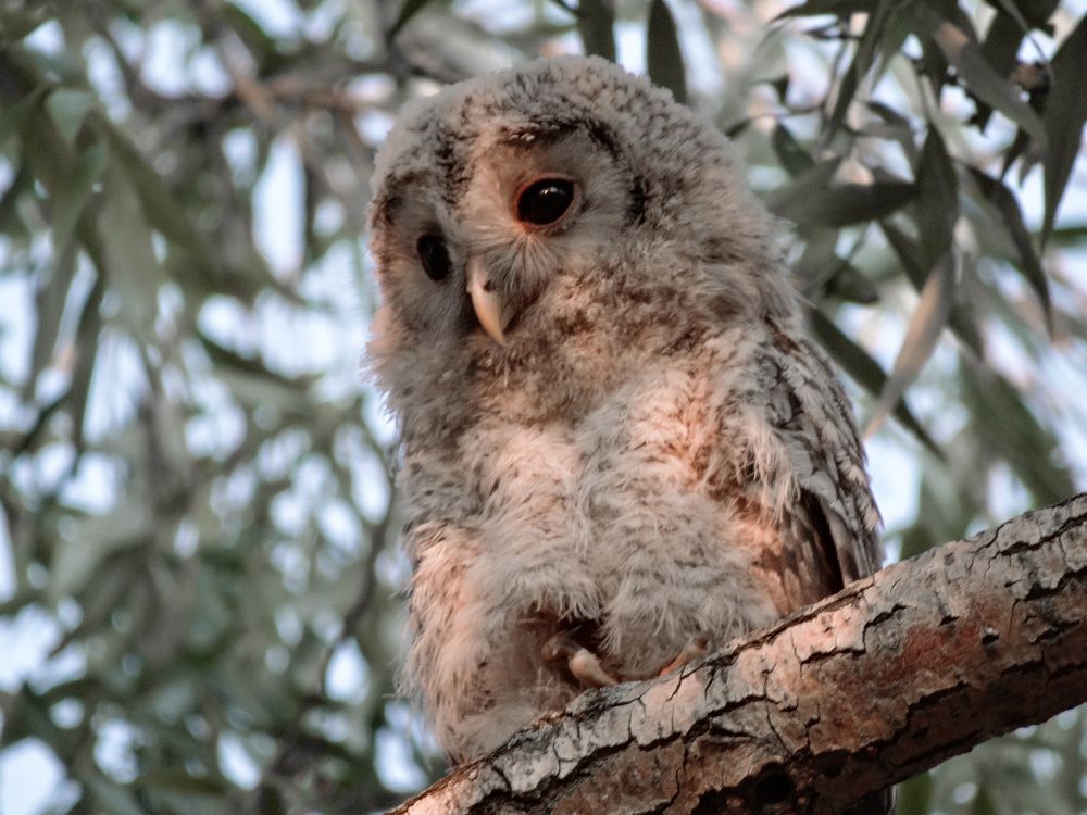 Грустный фил.