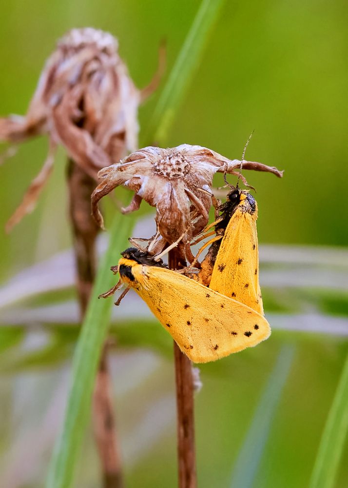 Photograph by Алина Скай