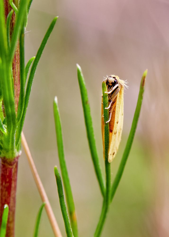 Photograph by Алина Скай