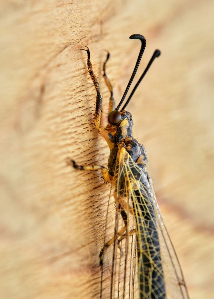 Photograph by Алина Скай